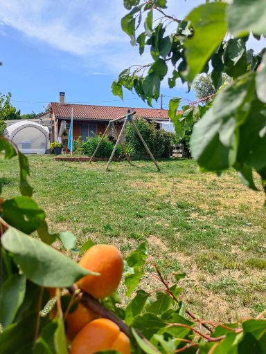grand terrain pour que les chiens s'ébattent